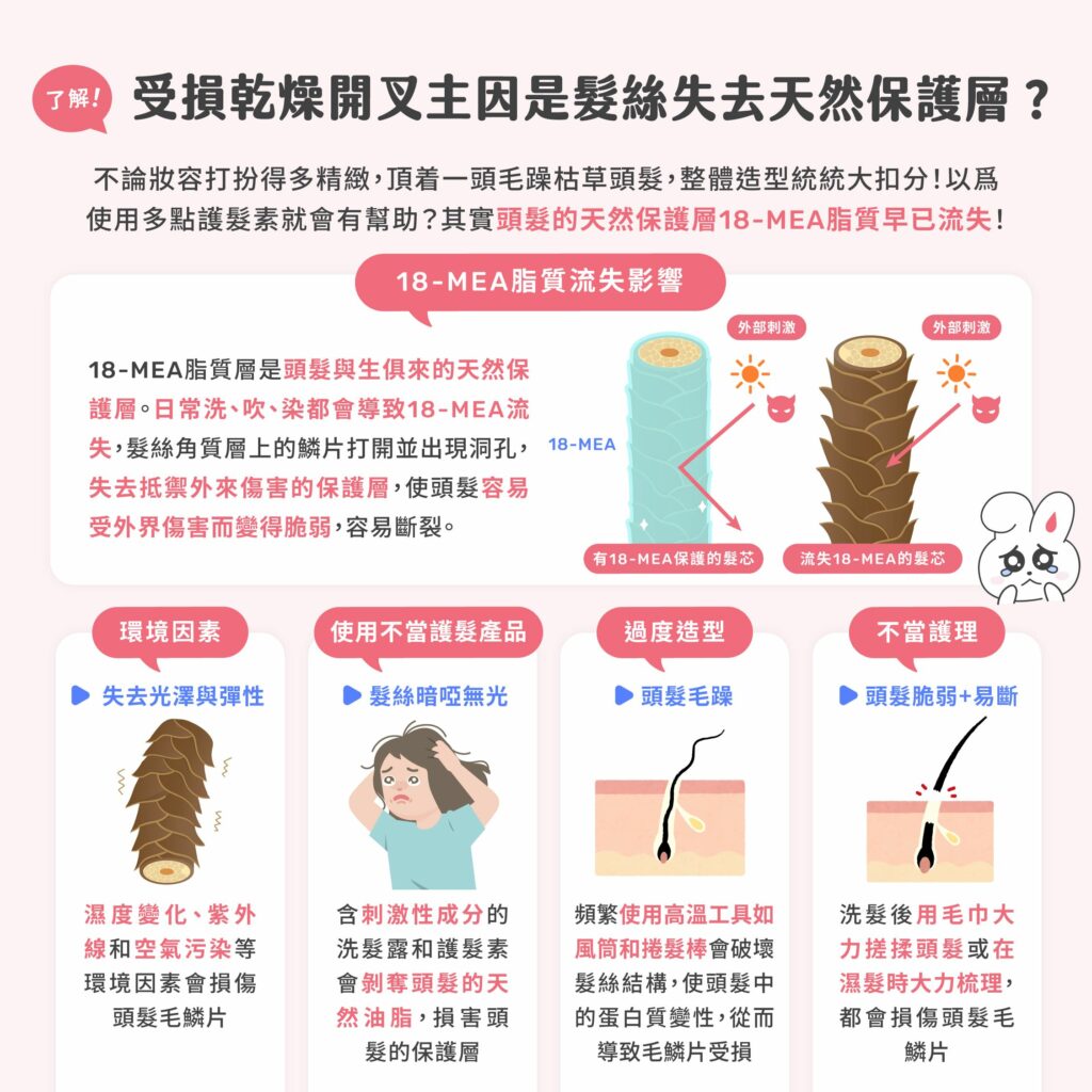 受損乾燥開叉主因是髮絲失去天然保護層?